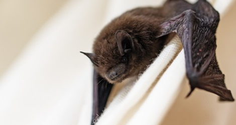Bat Control & Removal Service In Oakville