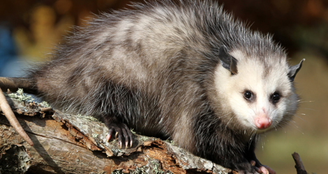 POSSUM CONTROL & REMOVAL SERVICE IN OAKVILLE