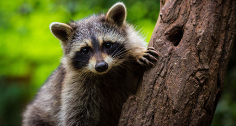 Raccoon Removal & Control In Oakville