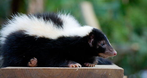 Skunk Removal & Control Services In Oakville