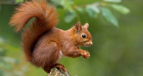squirrel